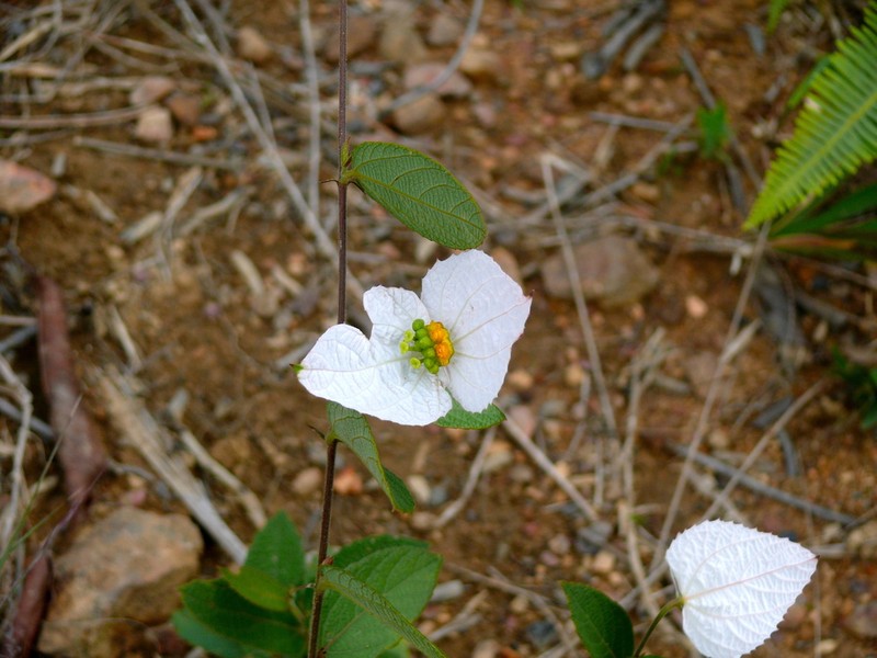 Dalechampia schippii photo 2