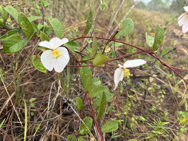 Dalechampia schippii photo 3