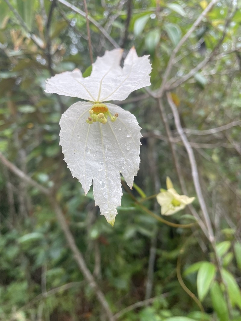 Dalechampia schippii photo 4
