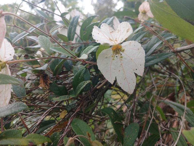Dalechampia schippii photo 5