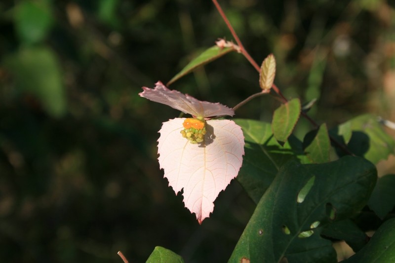 Dalechampia schippii photo 6