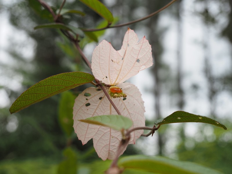 Dalechampia schippii photo 7