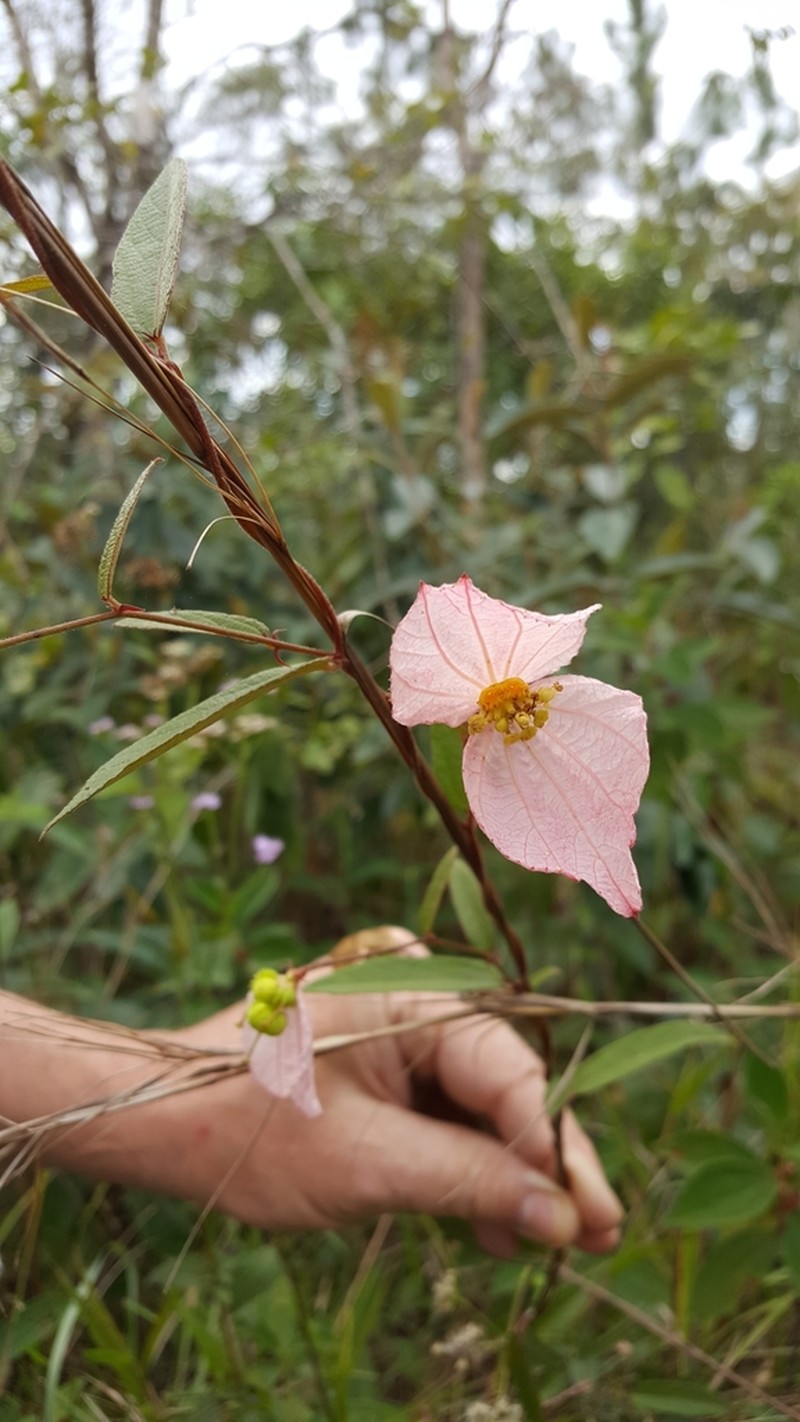 Dalechampia schippii photo 8