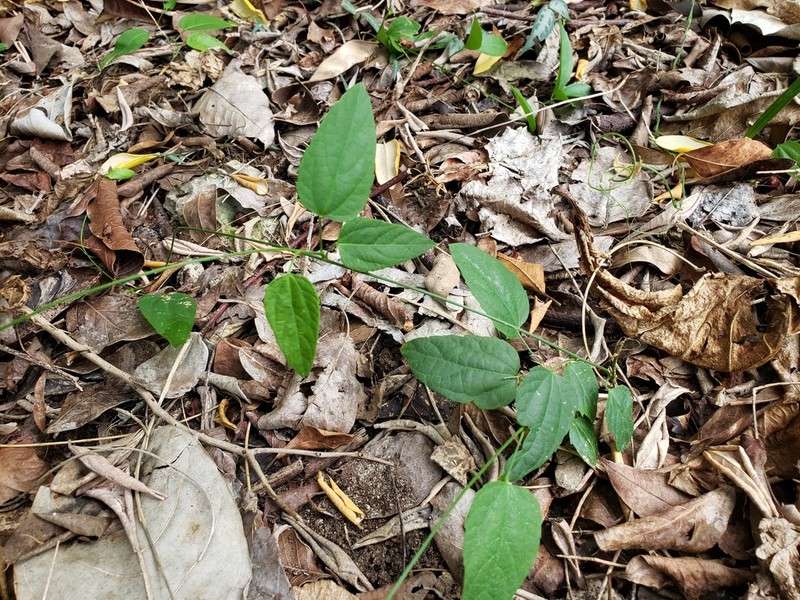 Dalechampia schottii