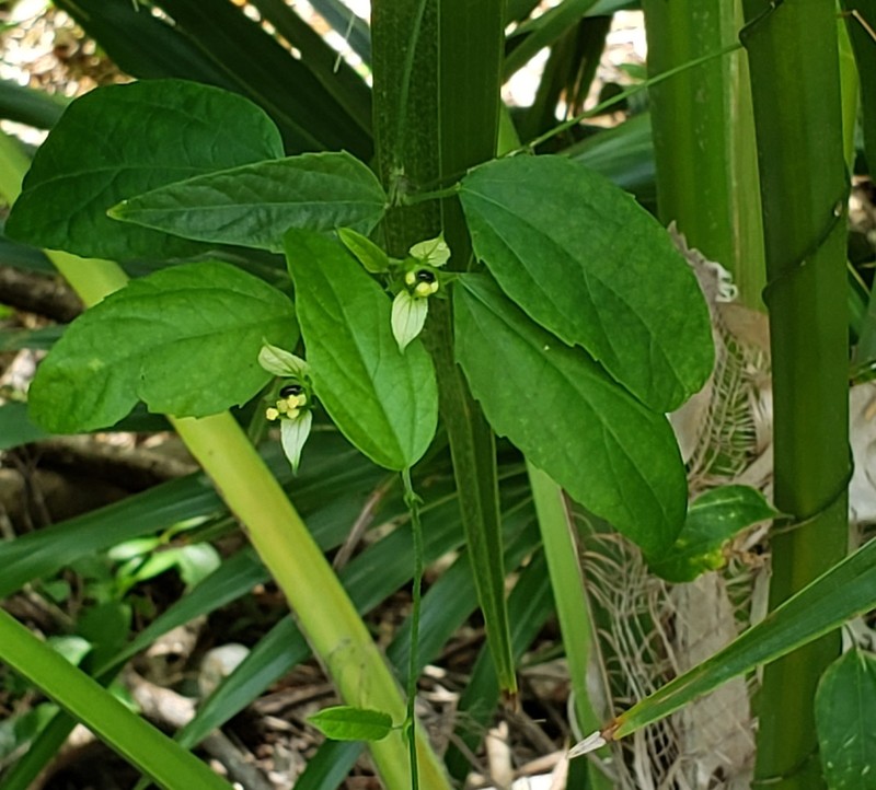 Dalechampia schottii photo 2