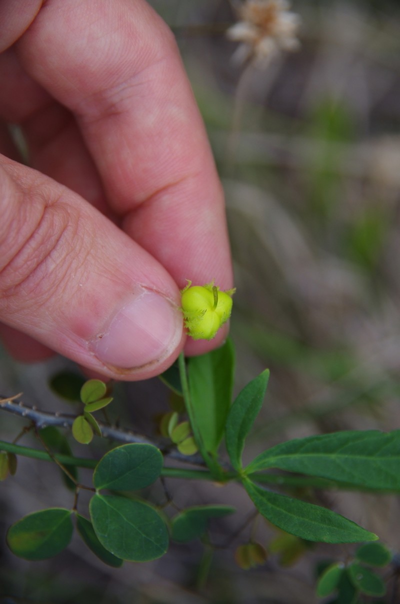 Dalechampia schottii photo 3