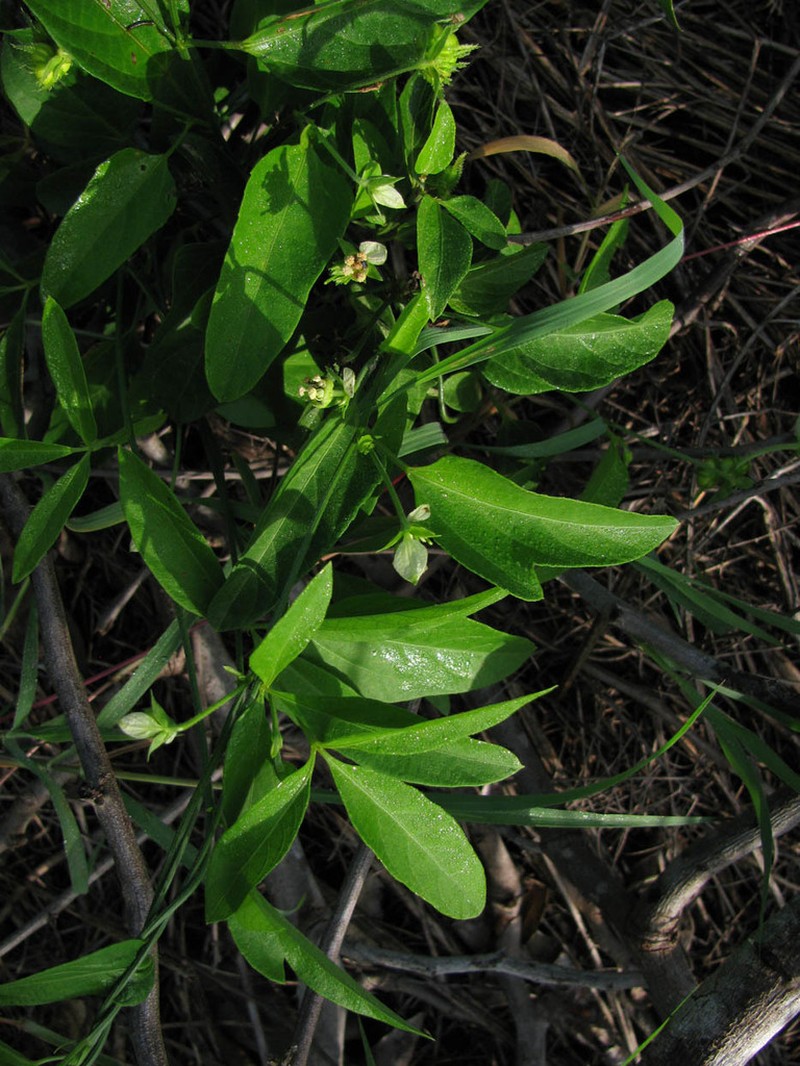 Dalechampia schottii photo 4