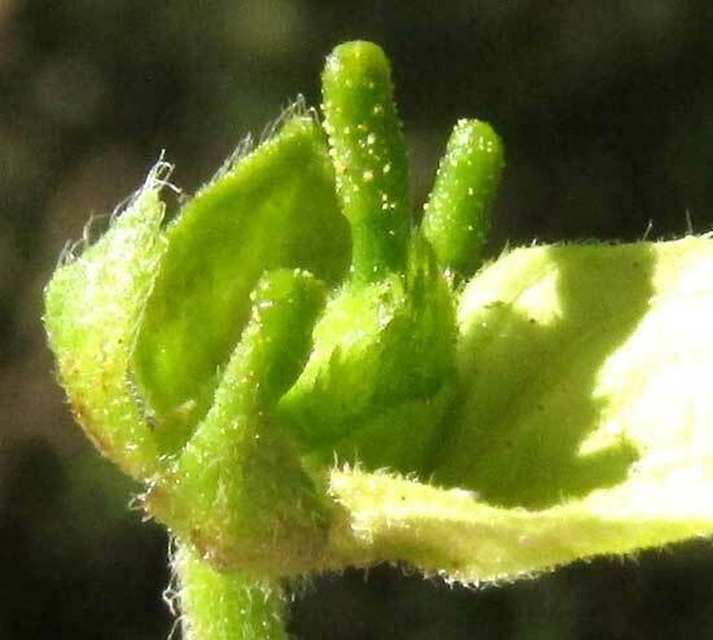 Dalechampia schottii photo 5