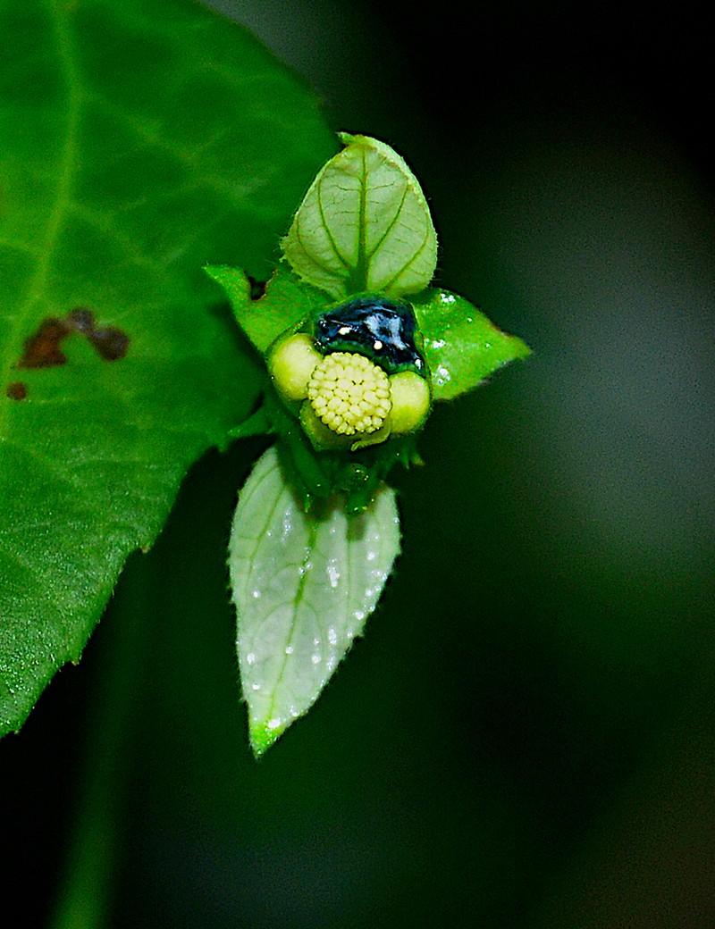 Dalechampia schottii photo 6