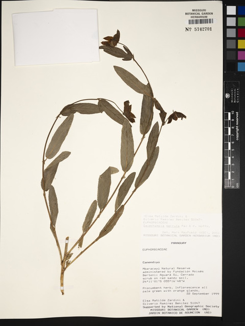 Dalechampia serrula