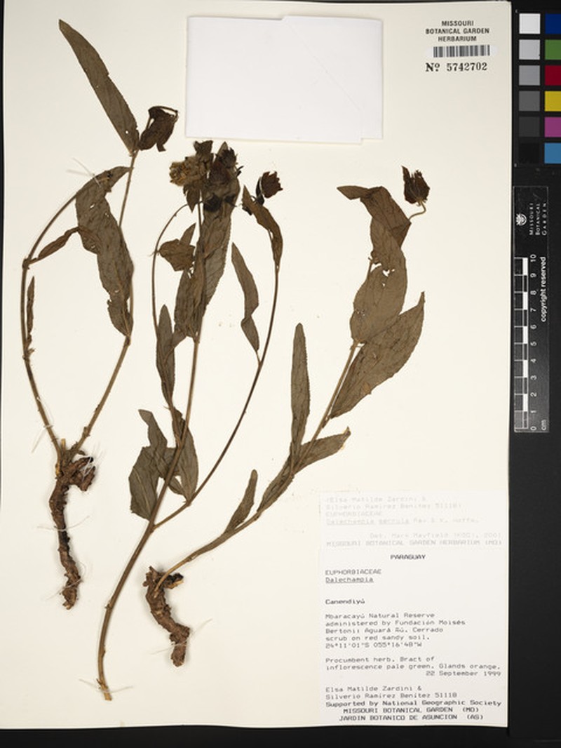 Dalechampia serrula photo 2