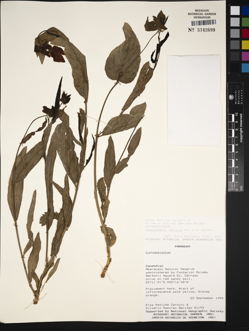 Dalechampia serrula photo 3