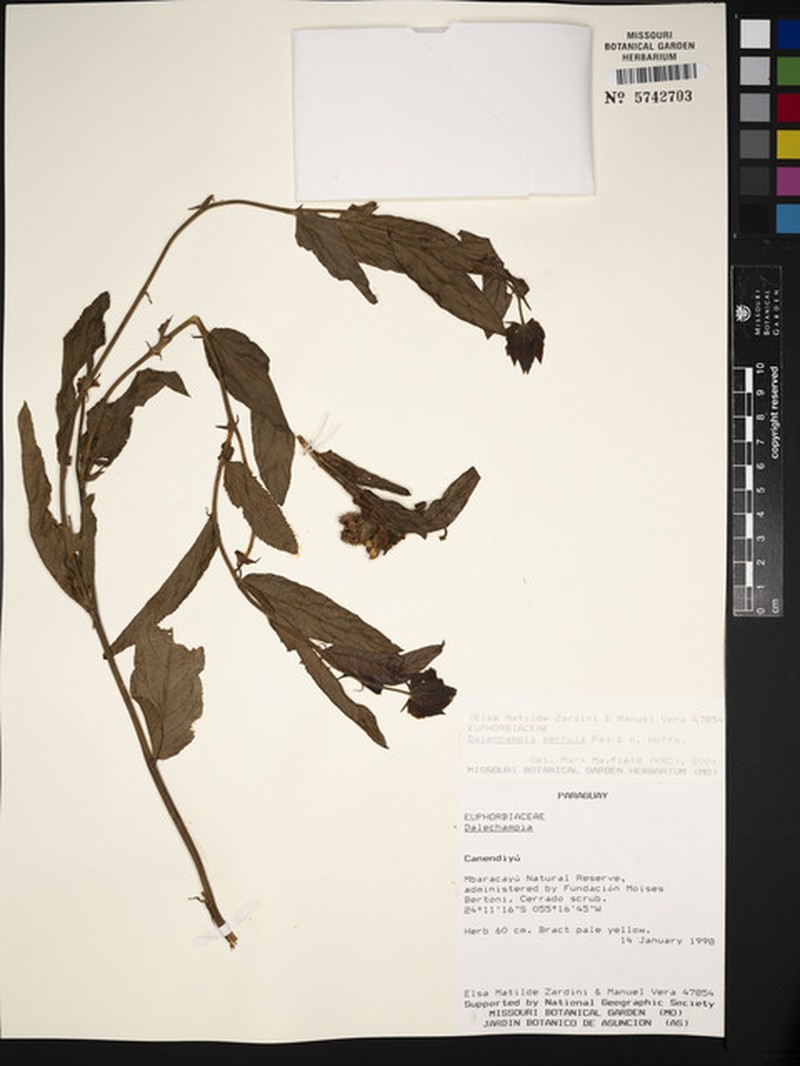Dalechampia serrula photo 4
