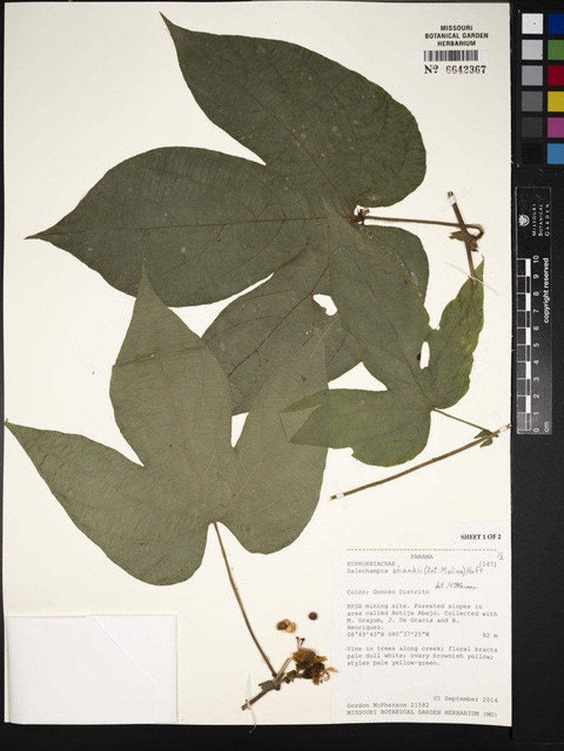 Dalechampia shankii