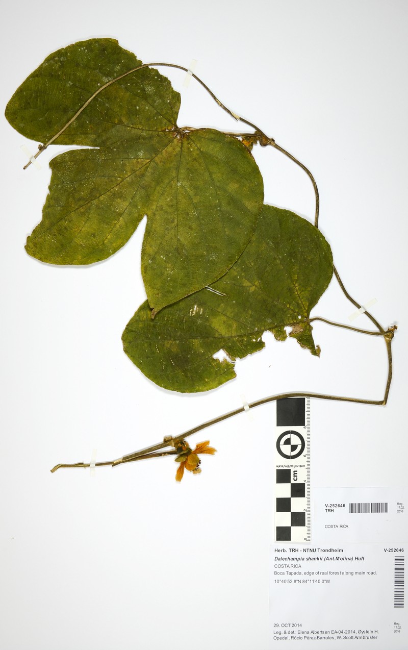 Dalechampia shankii photo 2
