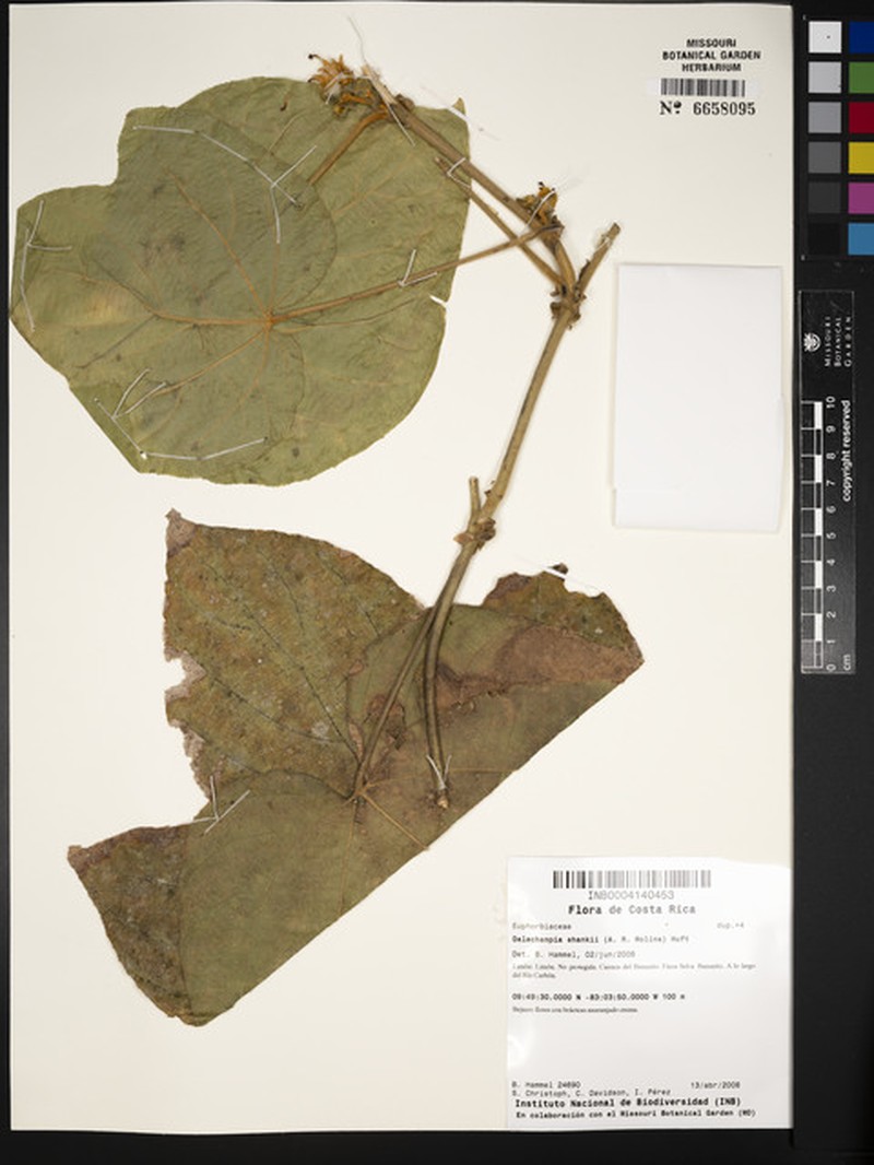Dalechampia shankii photo 3
