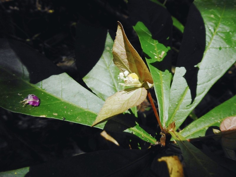 Dalechampia spathulata