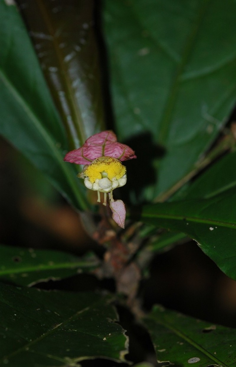 Dalechampia spathulata photo 2