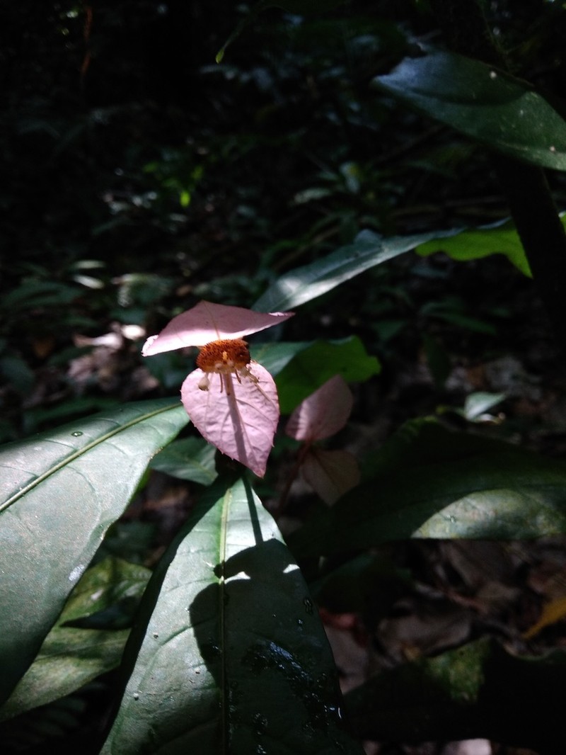Dalechampia spathulata photo 3