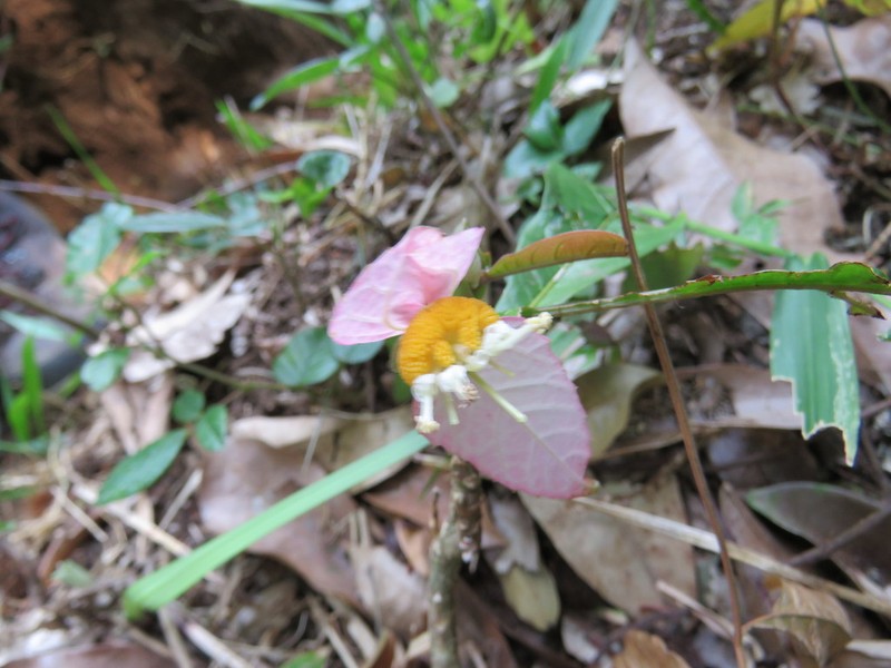 Dalechampia spathulata photo 4
