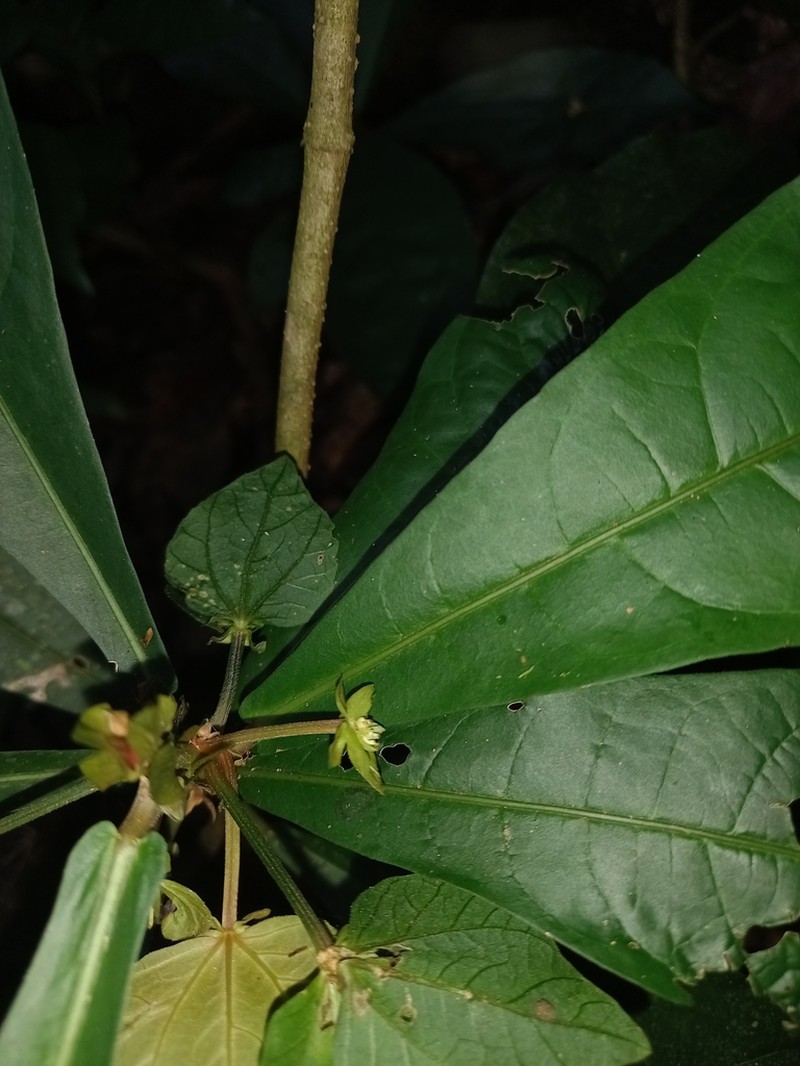 Dalechampia spathulata photo 5