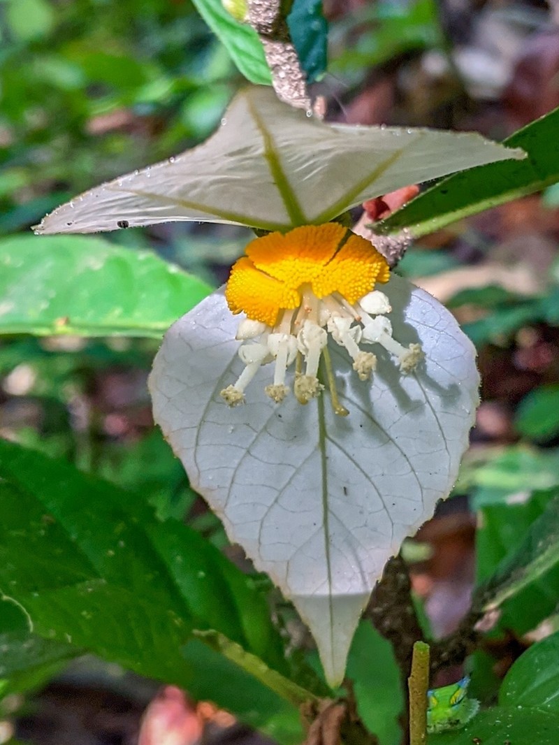 Dalechampia spathulata photo 6