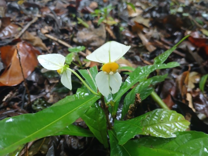 Dalechampia spathulata photo 7