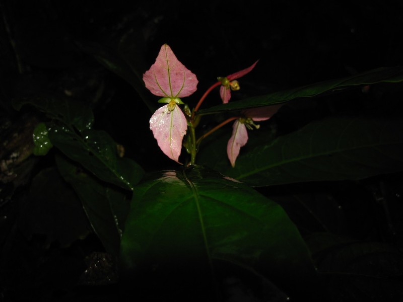 Dalechampia spathulata photo 8
