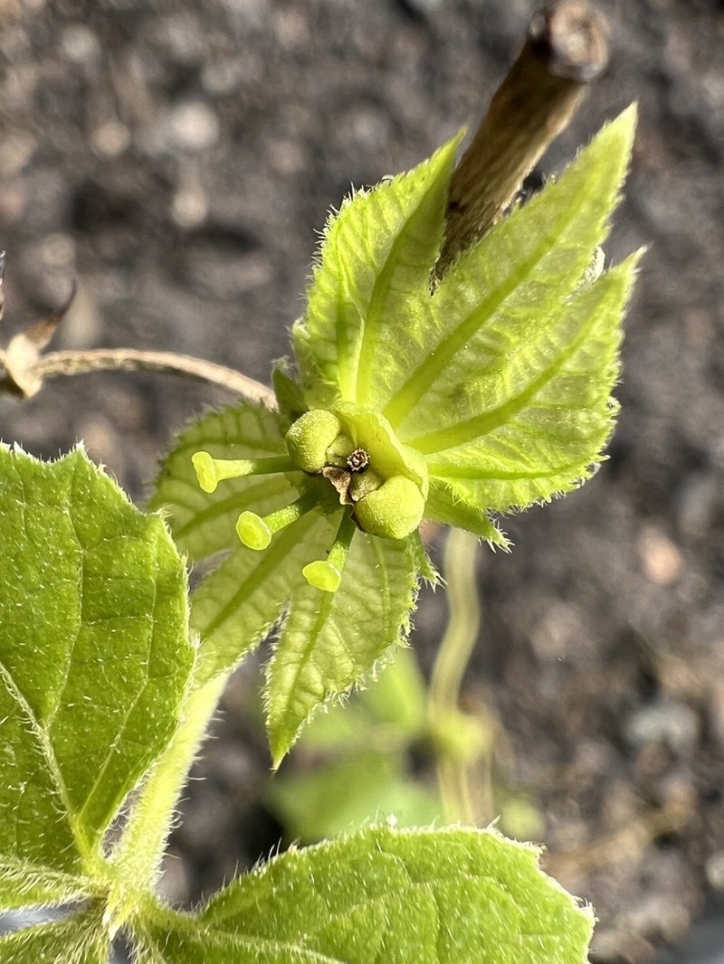 Dalechampia stenosepala