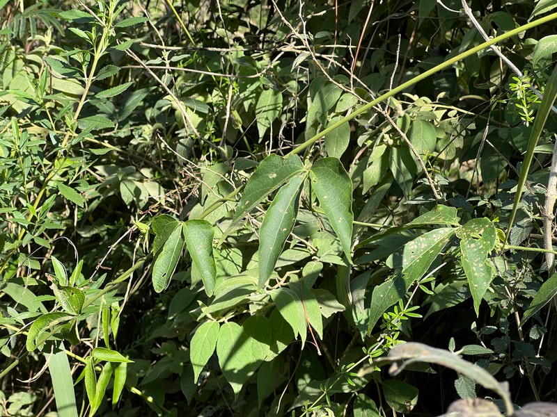 Dalechampia stenosepala photo 2