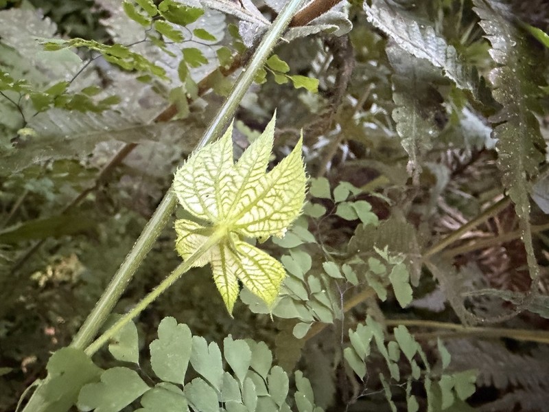 Dalechampia stenosepala photo 3