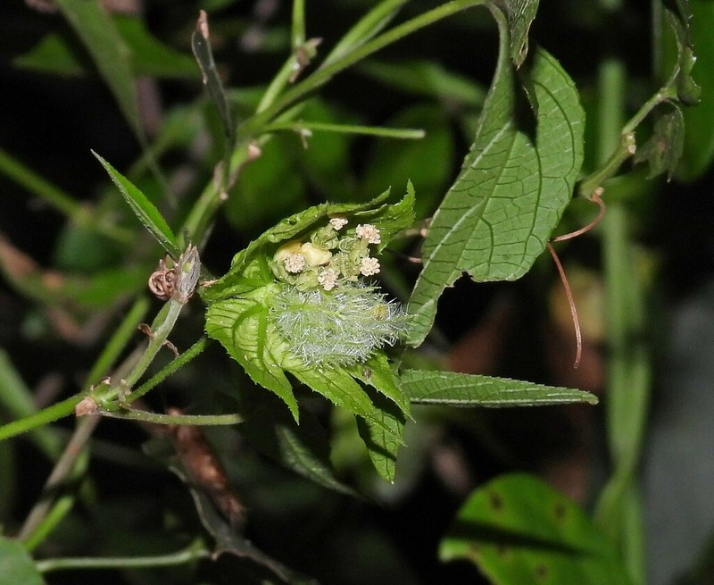 Dalechampia stenosepala photo 5