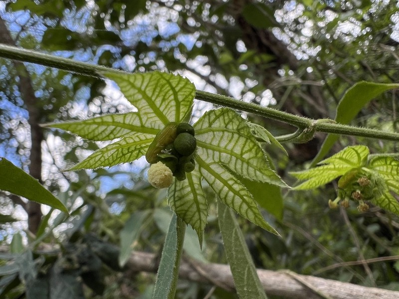 Dalechampia stenosepala photo 6