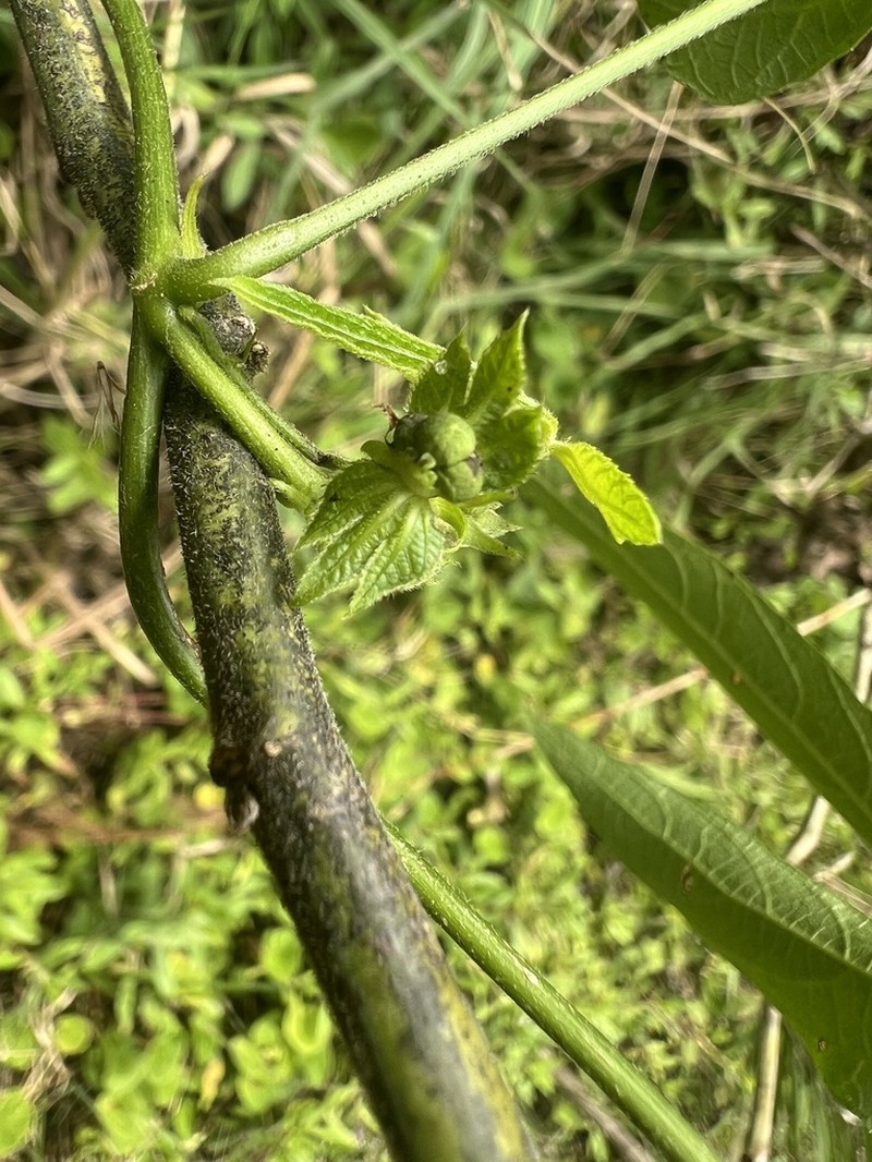 Dalechampia stenosepala photo 8