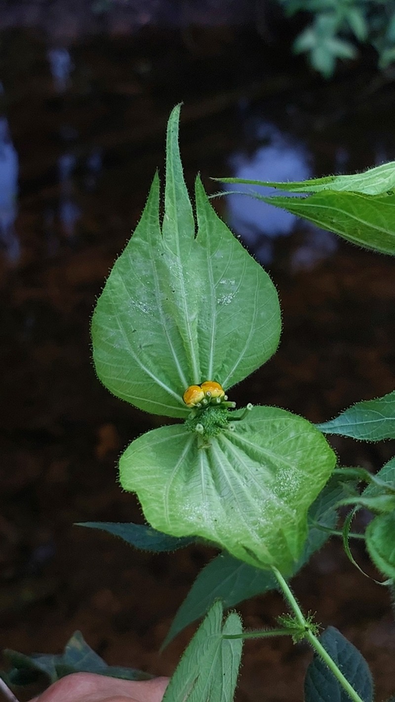 Dalechampia stipulacea