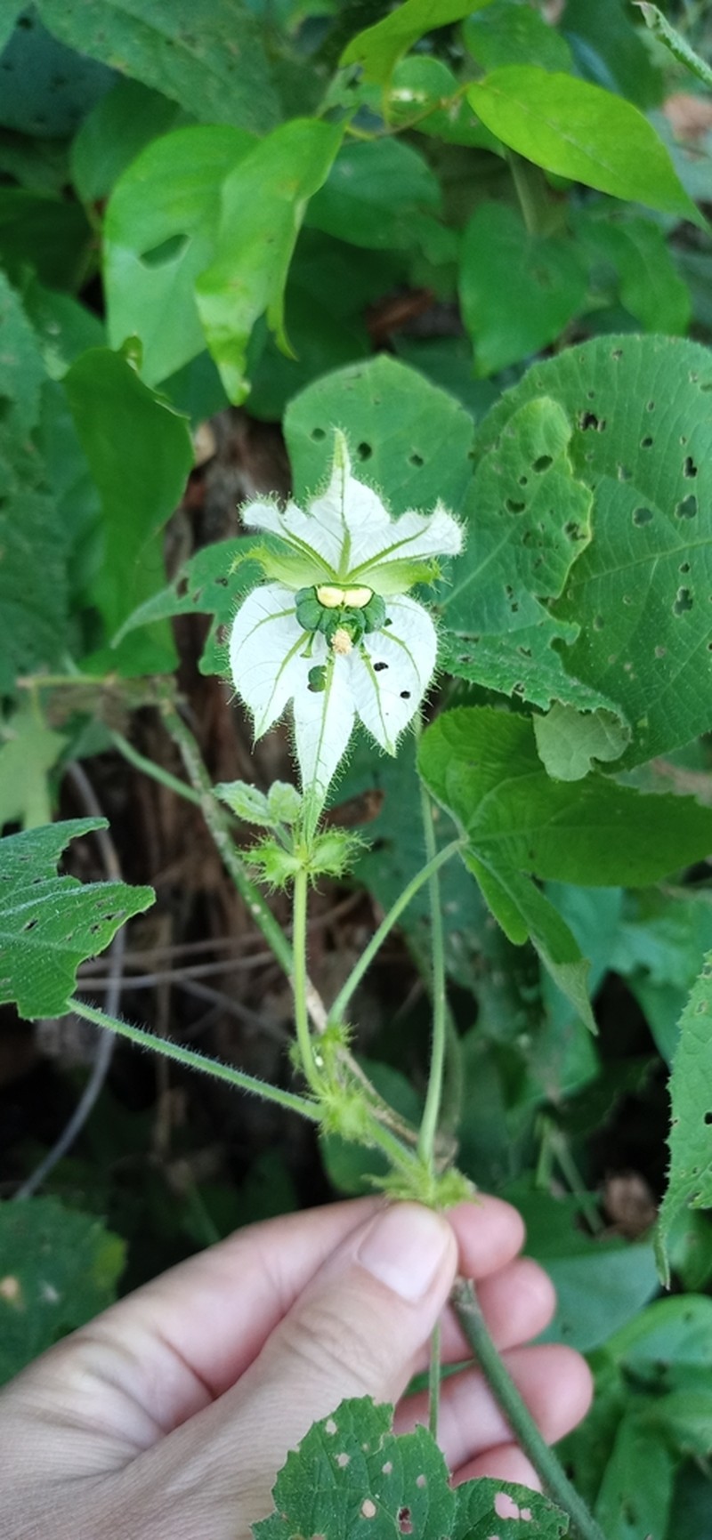Dalechampia stipulacea photo 2