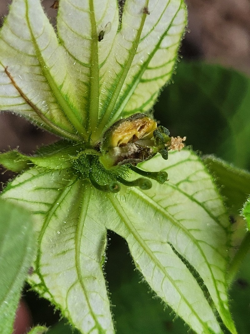 Dalechampia stipulacea photo 3