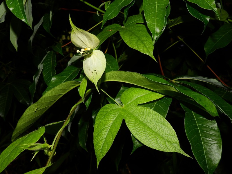 Dalechampia stipulacea photo 4