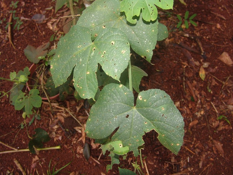 Dalechampia stipulacea photo 5