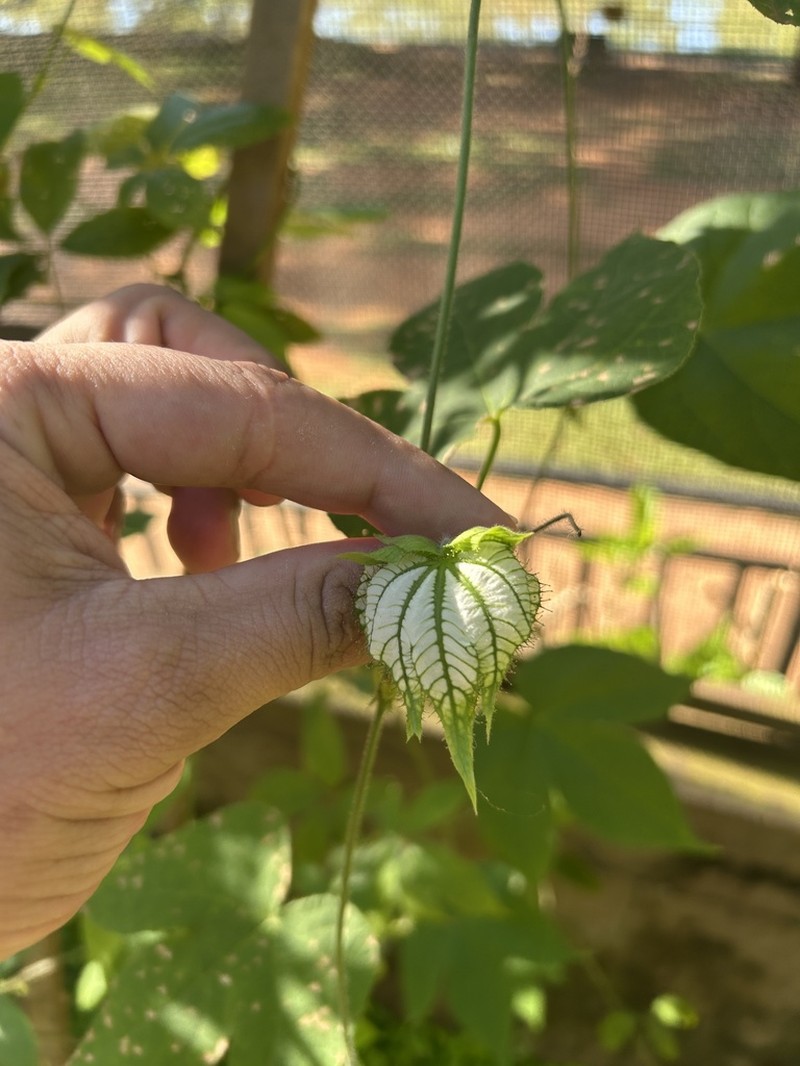 Dalechampia stipulacea photo 6
