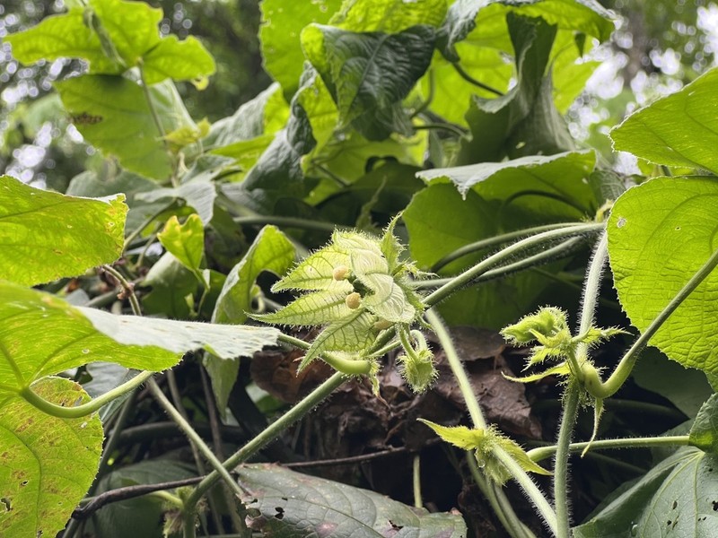 Dalechampia stipulacea photo 7