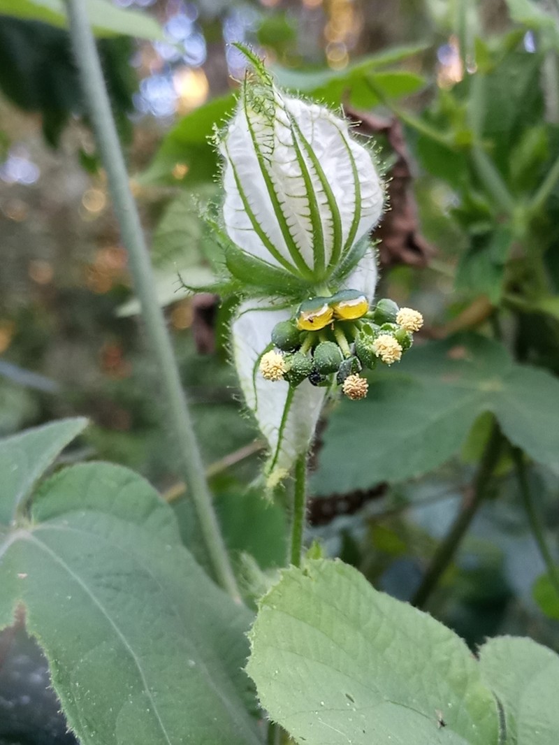 Dalechampia stipulacea photo 8