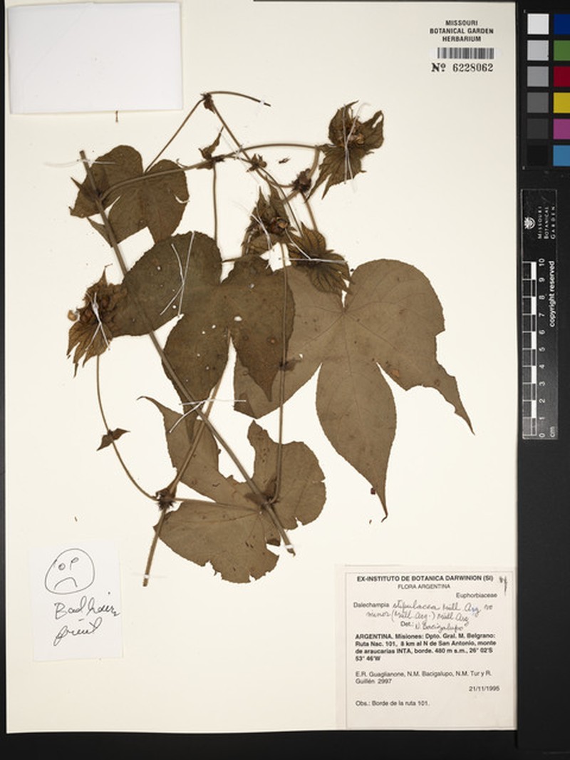 Dalechampia stipulacea var. stipulacea