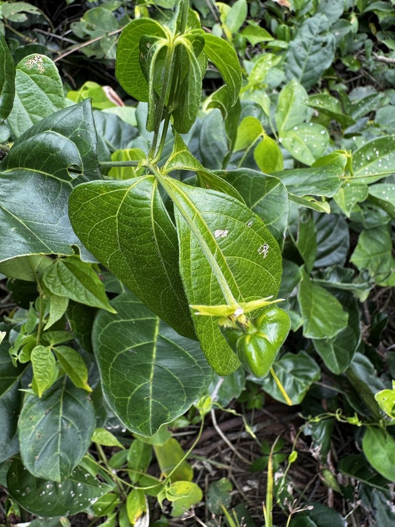 Dalechampia subintegra