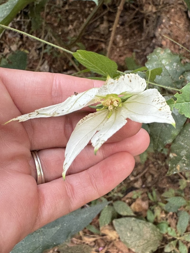 Dalechampia subintegra photo 2