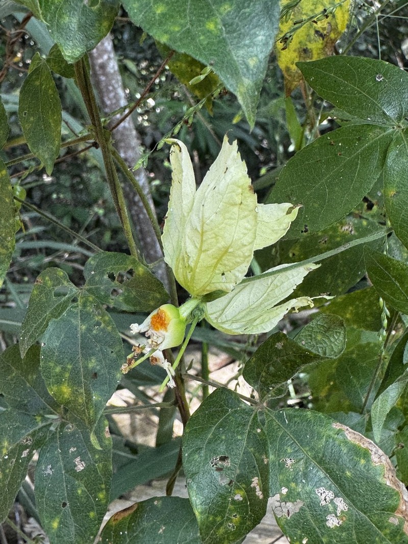 Dalechampia subintegra photo 3