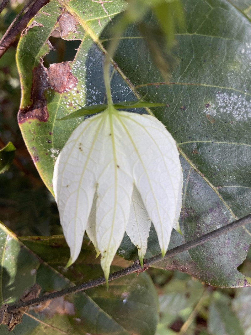 Dalechampia subintegra photo 4