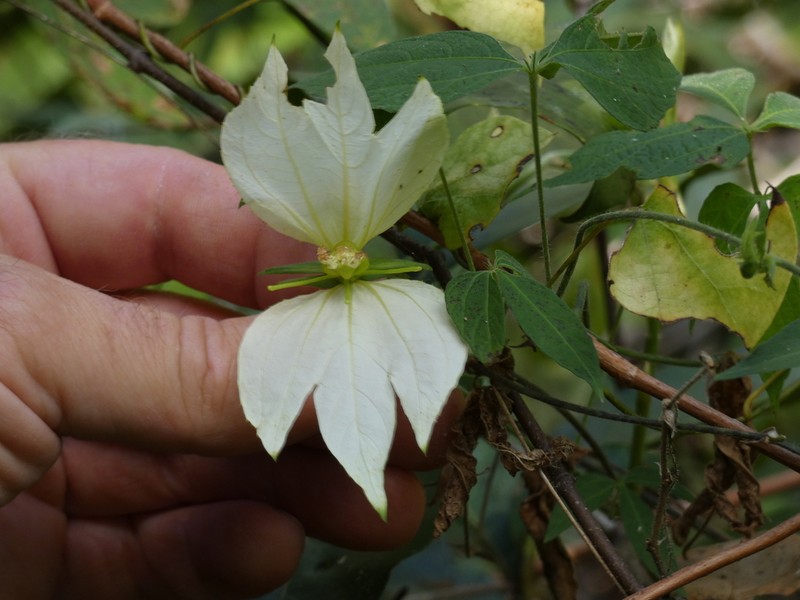 Dalechampia subintegra photo 5