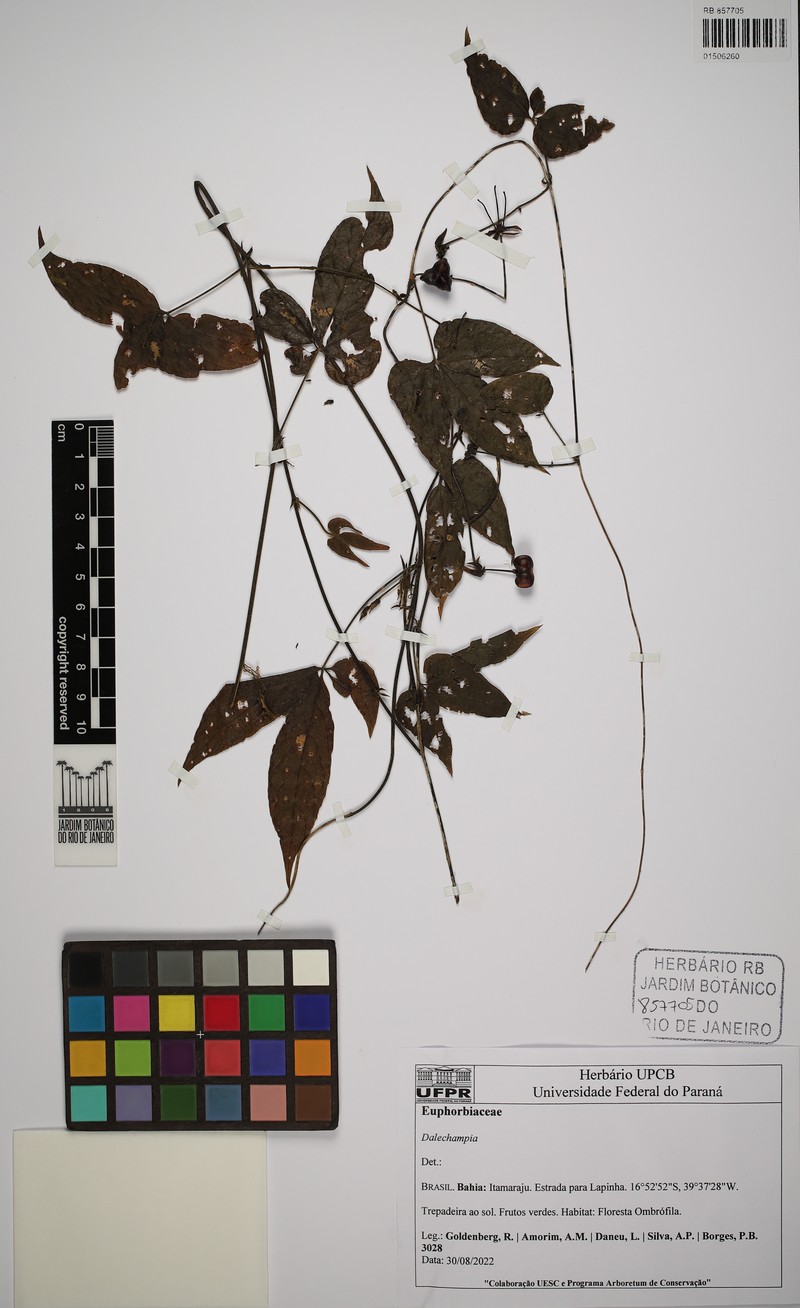Dalechampia subintegra photo 7