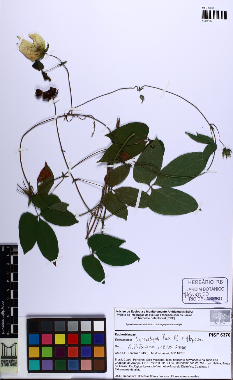 Dalechampia subintegra photo 8